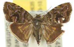 Image of <i>Choreutis metallica</i>