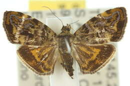 Image of <i>Choreutis metallica</i>