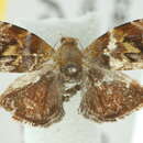 Image of <i>Choreutis emplecta</i>