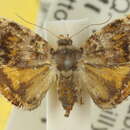 <i>Choreutis ophiosema</i>的圖片