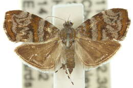 Image of <i>Choreutis periploca</i>