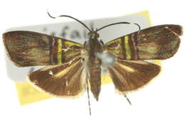 Image of Saptha libanota Meyrick 1910