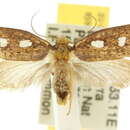 Image of Azaleodes micronipha Turner 1923