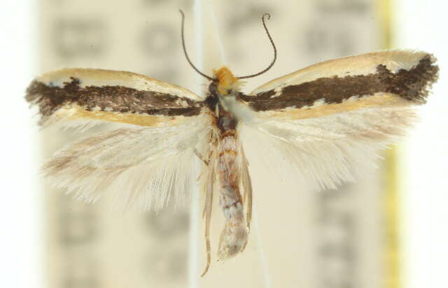 Plancia ëd Ptyssoptera acrozyga Meyrick 1893