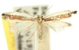 Plancia ëd Ptyssoptera lativittella Walker 1864
