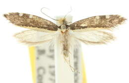 Plancia ëd Ptyssoptera tetropa Meyrick 1893