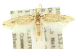 Plancia ëd Ptyssoptera phaeochrysa Turner 1926