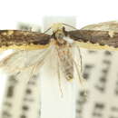 Image of Ptyssoptera