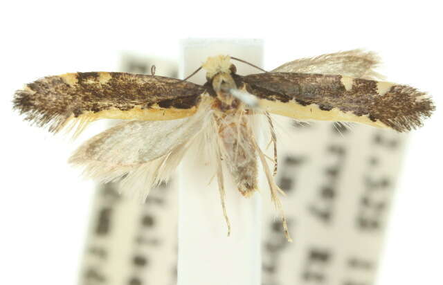 Image of Gondwanaland moths