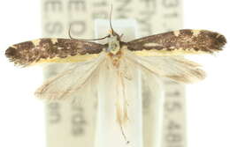 Image of Ptyssoptera