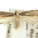 Image of Ptyssoptera