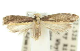 Image of Ptyssoptera