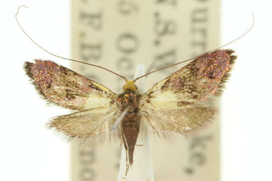 Image of Nemophora panaeola Turner 1913