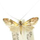 Imagem de Nemophora brachypetala Meyrick 1912