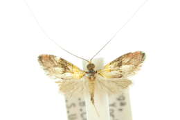 Imagem de Nemophora brachypetala Meyrick 1912