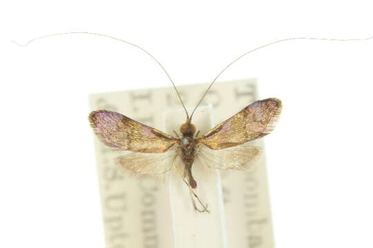 Imagem de Nemophora selasphora Turner 1913