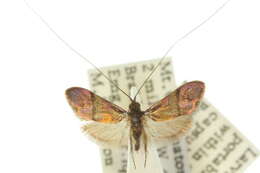 Image of Nemophora topazias Meyrick 1892