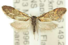 Image of Nemophora topazias Meyrick 1892