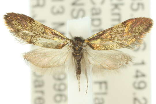 Imagem de Nemophora topazias Meyrick 1892