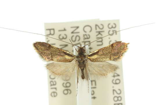 Слика од Nemophora topazias Meyrick 1892