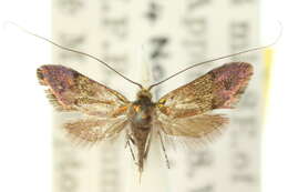 Слика од Nemophora chrysolamprella