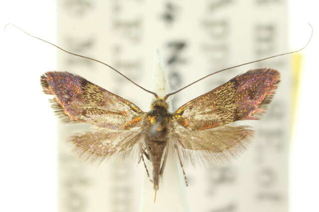 Слика од Nemophora chrysolamprella