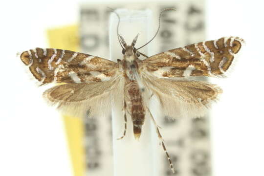 Image of Glyphipterix leucargyra Turner 1926