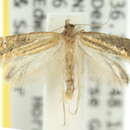 Image of Glyphipterix chalcostrepta Meyrick 1907