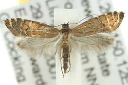 Слика од Glyphipterix perimetalla Lower 1905