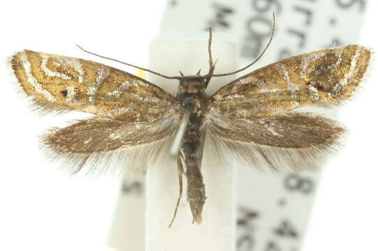 Image of Glyphipterix cyanochalca Meyrick 1882