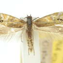 Image of Glyphipterix anaclastis Meyrick 1907