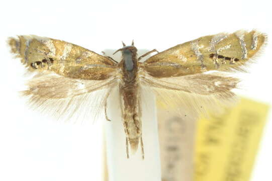 Image of Glyphipterix anaclastis Meyrick 1907