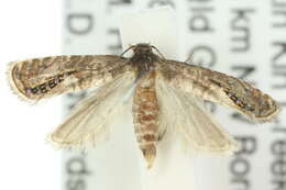 Слика од Glyphipterix marmaropa Meyrick 1913