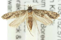 Слика од Glyphipterix marmaropa Meyrick 1913