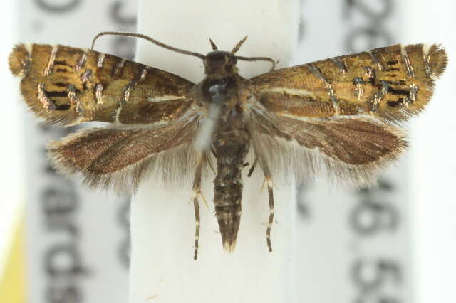 Image of Glyphipterix calliscopa Lower 1905