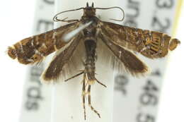 Image of Glyphipterix calliscopa Lower 1905