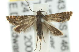 Image of Glyphipterix calliscopa Lower 1905