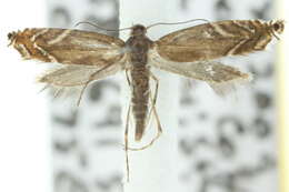 Image of Glyphipterix palaeomorpha Meyrick 1880