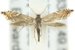 Image of Glyphipterix palaeomorpha Meyrick 1880