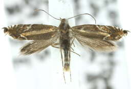 Image of Glyphipterix palaeomorpha Meyrick 1880