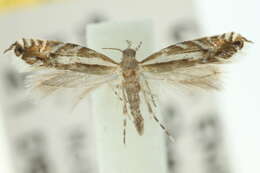 Image de Glyphipterix macraula Meyrick 1907