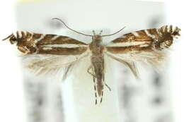 Image de Glyphipterix macraula Meyrick 1907