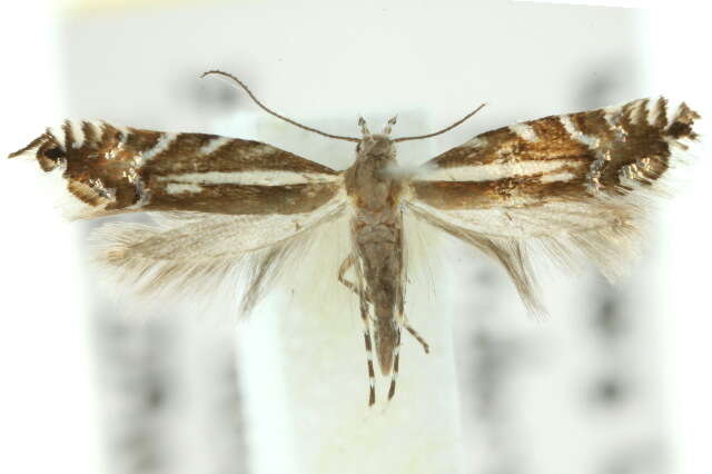 Image de Glyphipterix macraula Meyrick 1907