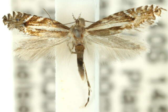 Image de Glyphipterix macraula Meyrick 1907