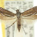 Image de Glyphipterix protomacra Meyrick 1907