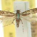 Image of Glyphipterix macrantha