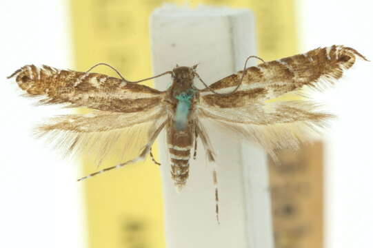 Image of Glyphipterix macrantha