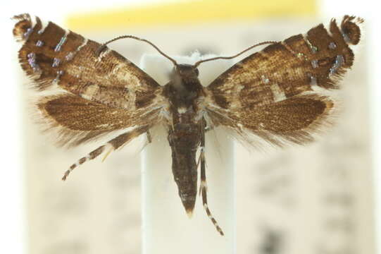 Image of Glyphipterix lamprosema Turner 1926