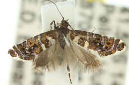 Image of Glyphipterix lamprosema Turner 1926