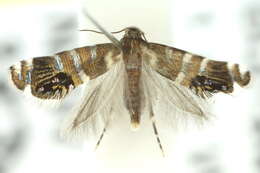 Image of Glyphipterix iometalla Meyrick 1880